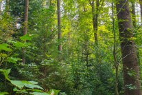 Mischwald mit Naturverjüngung